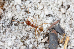 Слика од Aphaenogaster longiceps (Smith 1858)