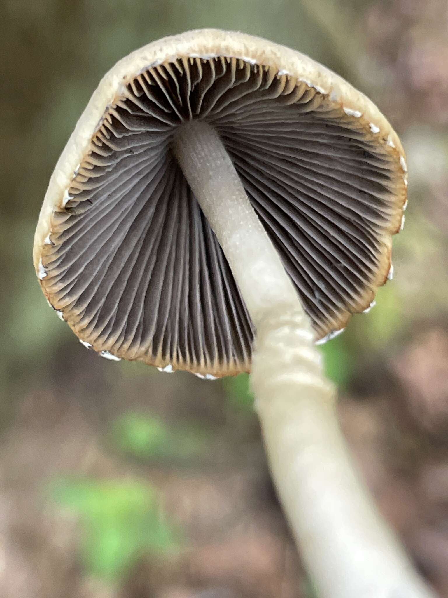 Image of Coprinopsis marcescibilis (Britzelm.) Örstadius & E. Larss. 2008