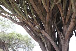 Image of Bush Hyrax