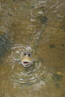 Image of Giant mudskipper