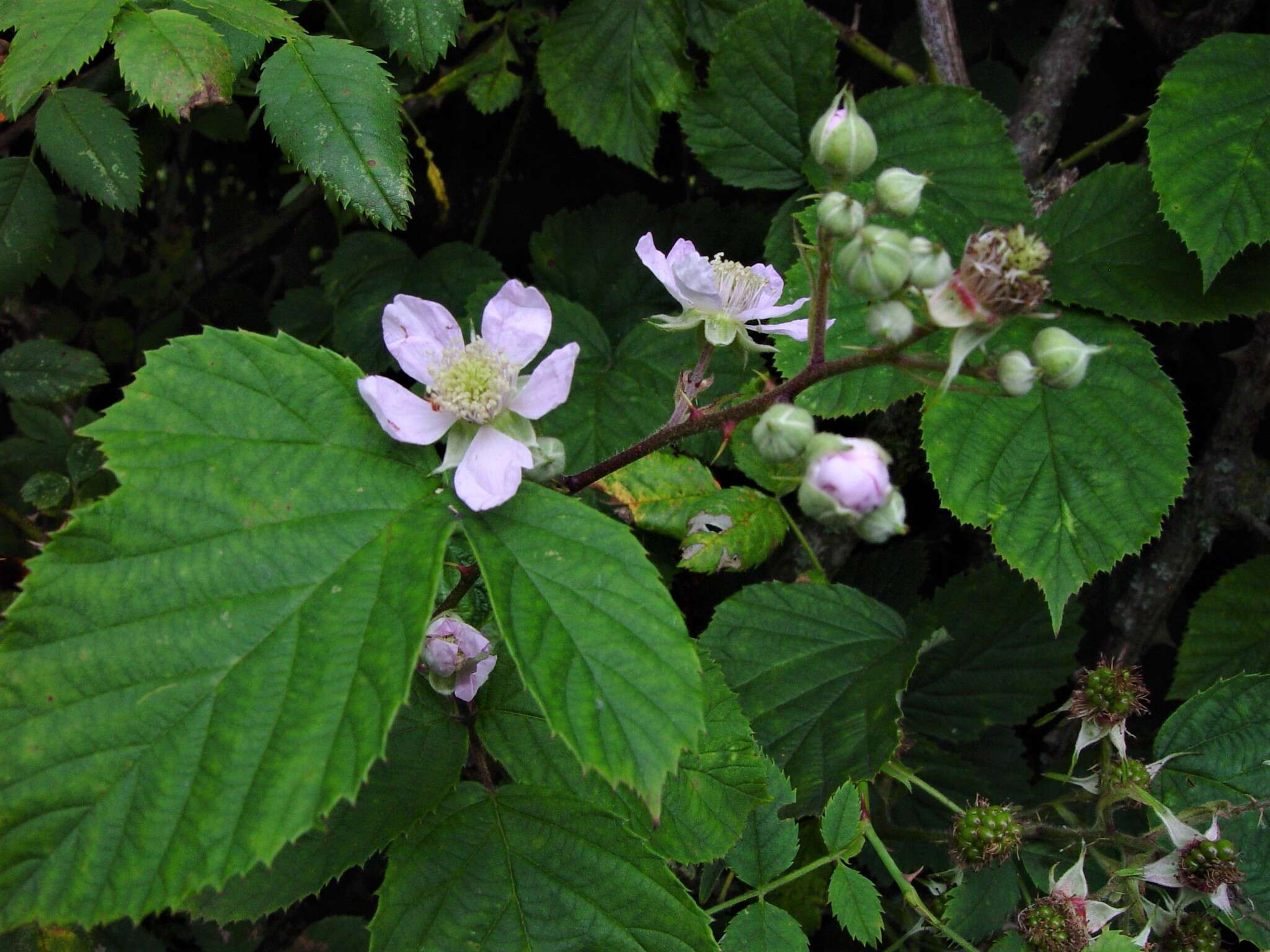 Image of Rubus nemoralis P. J. Müll.