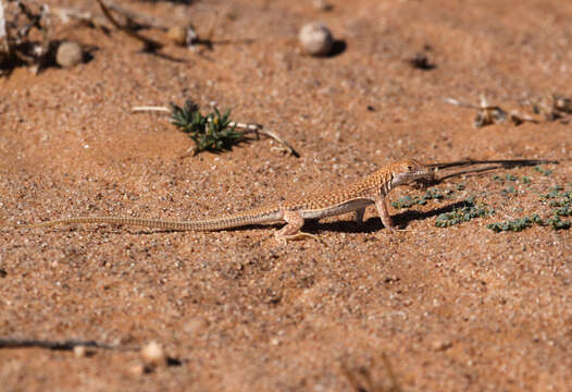 Plancia ëd Acanthodactylus dumerilii (Milne-edwards 1829)