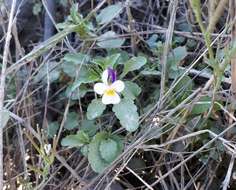 Image of Dwarf Pansy