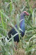 Image of Black-backed Swamphen