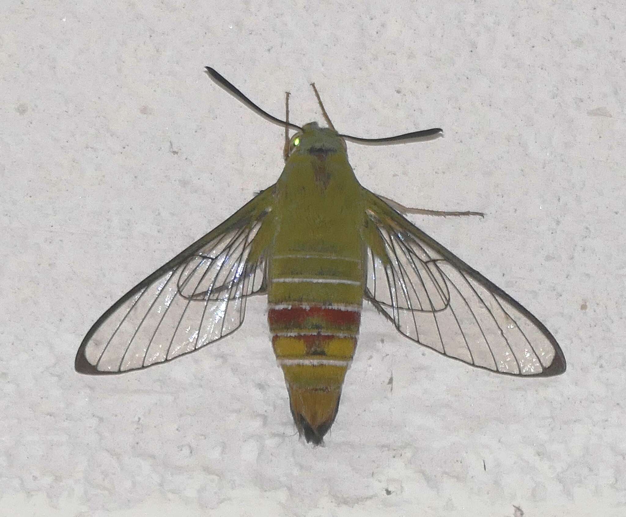 Image of Cephonodes picus (Cramer 1777)