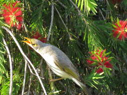 Image of Yellow-throated Miner