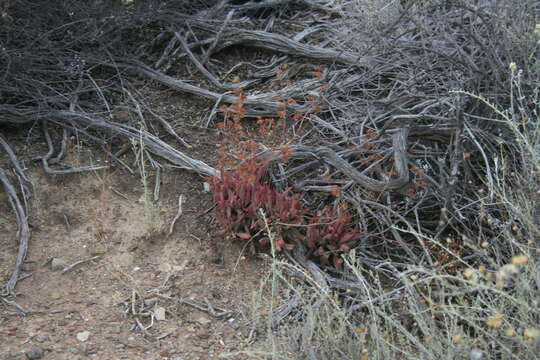 Image of Crassula pubescens Thunb.