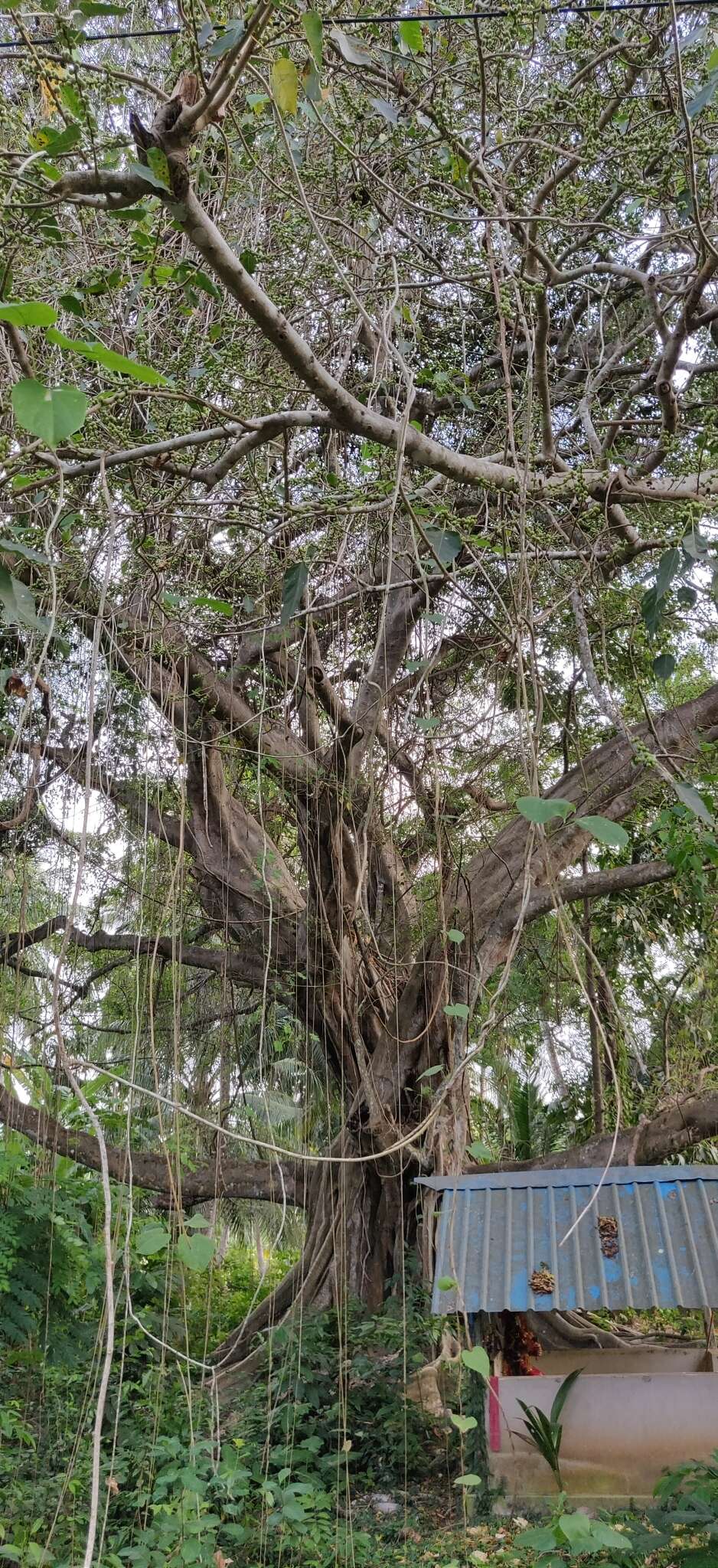 Image of Ficus rumphii Bl.