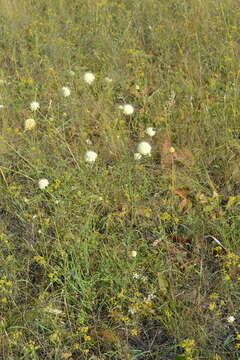 صورة Cephalaria uralensis (Murray) Roem. & Schult.