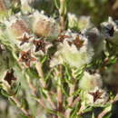 Image of Phylica purpurea Sond.