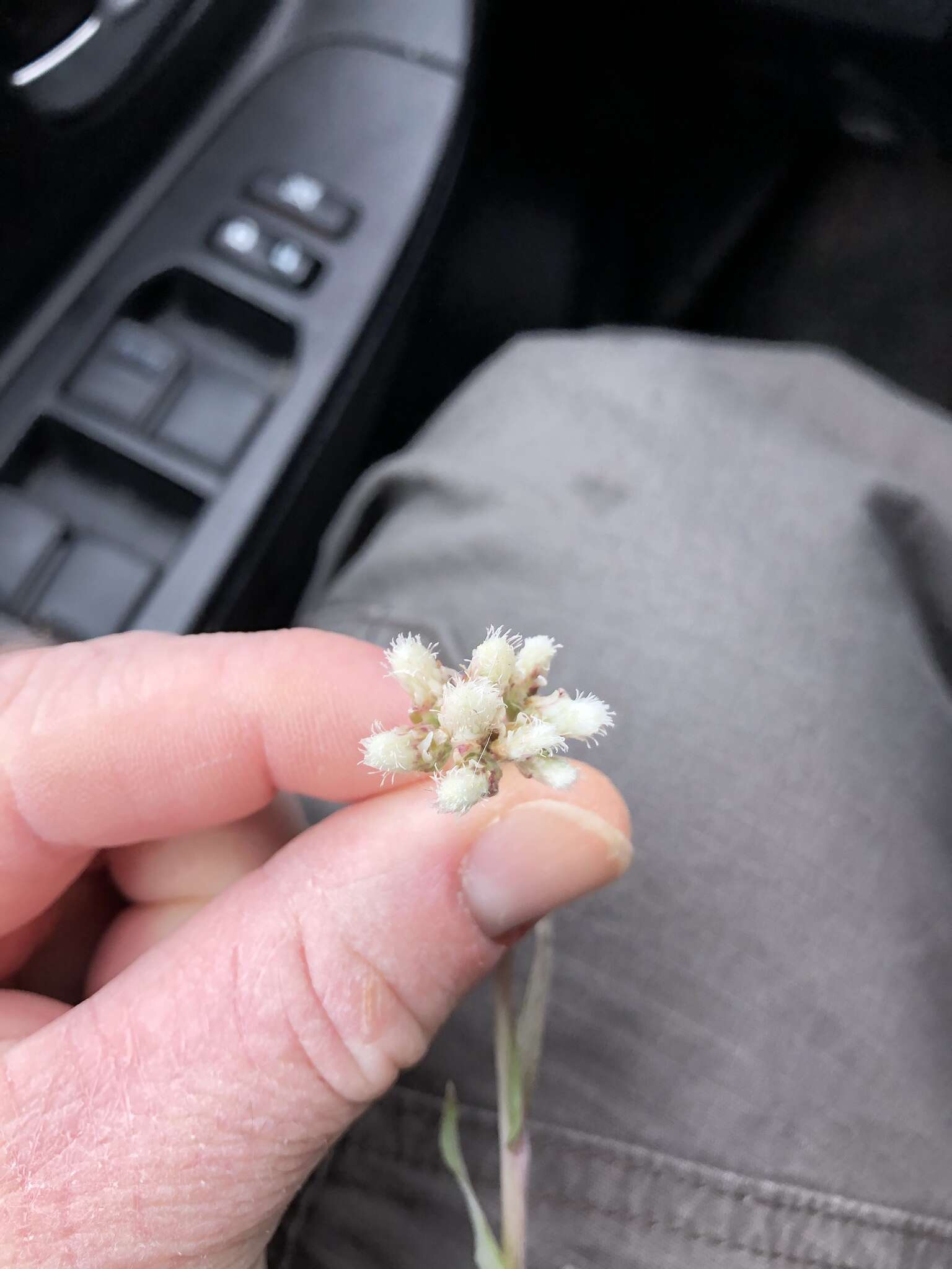 Antennaria parlinii subsp. parlinii resmi