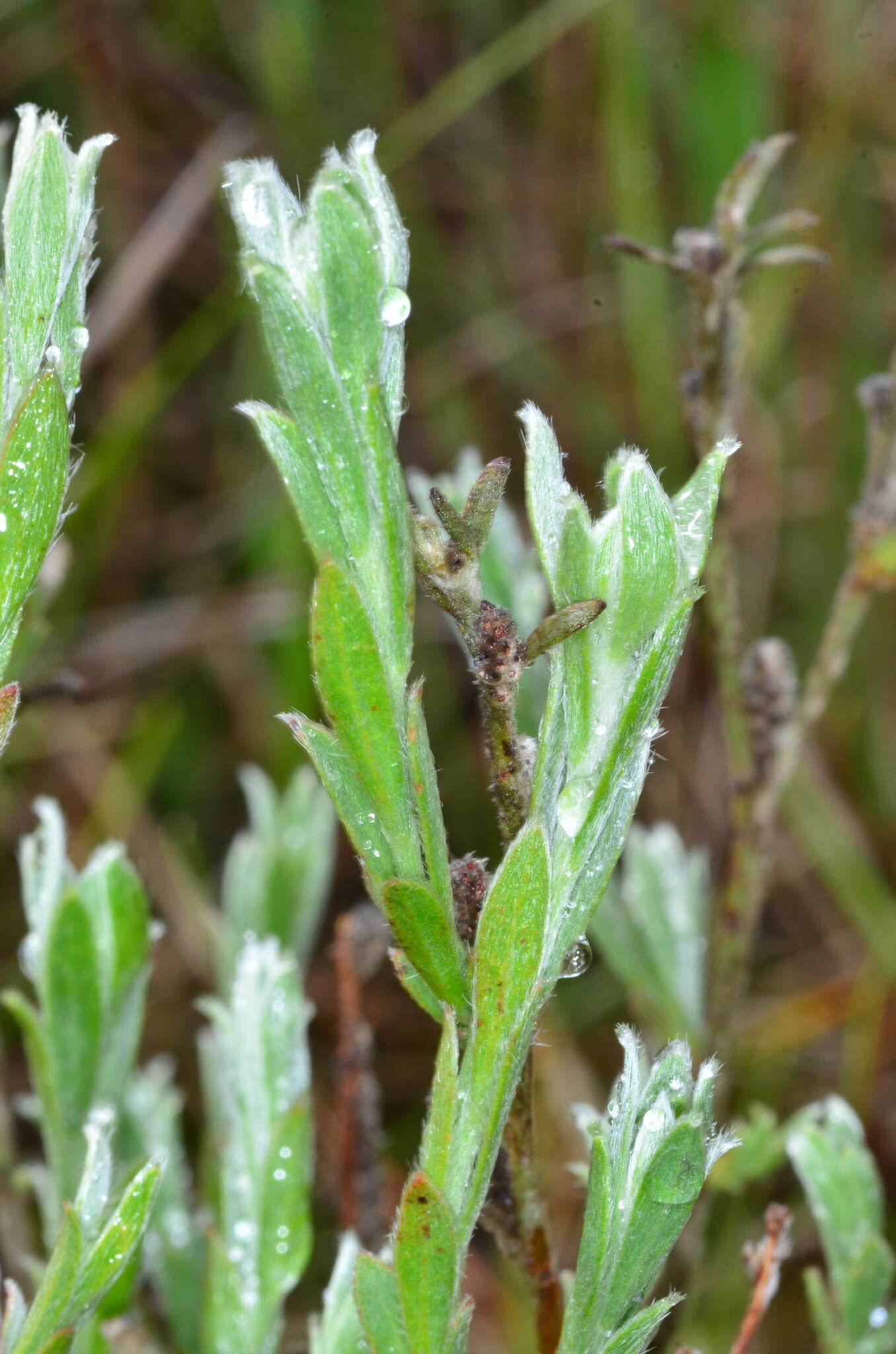 Image of Pimelea curviflora R. Br.