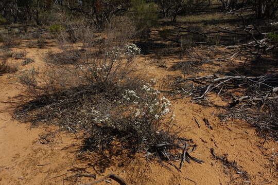 Image of Olearia pimeleoides (DC.) Benth.