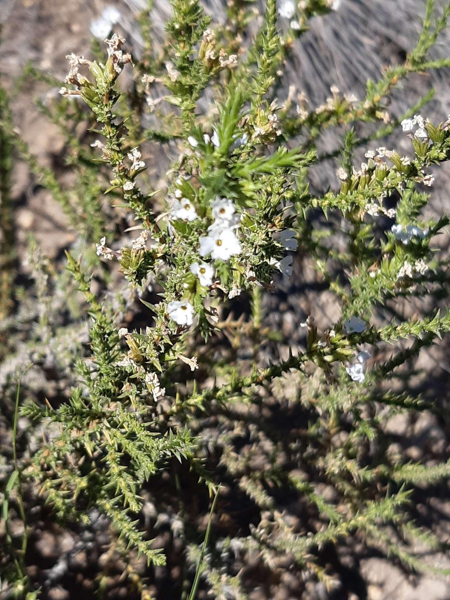 صورة Junellia seriphioides (Gillies & Hook.) Moldenke