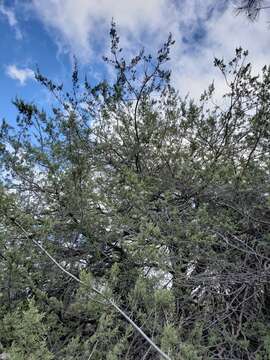 Слика од Cupressus macnabiana A. Murray bis