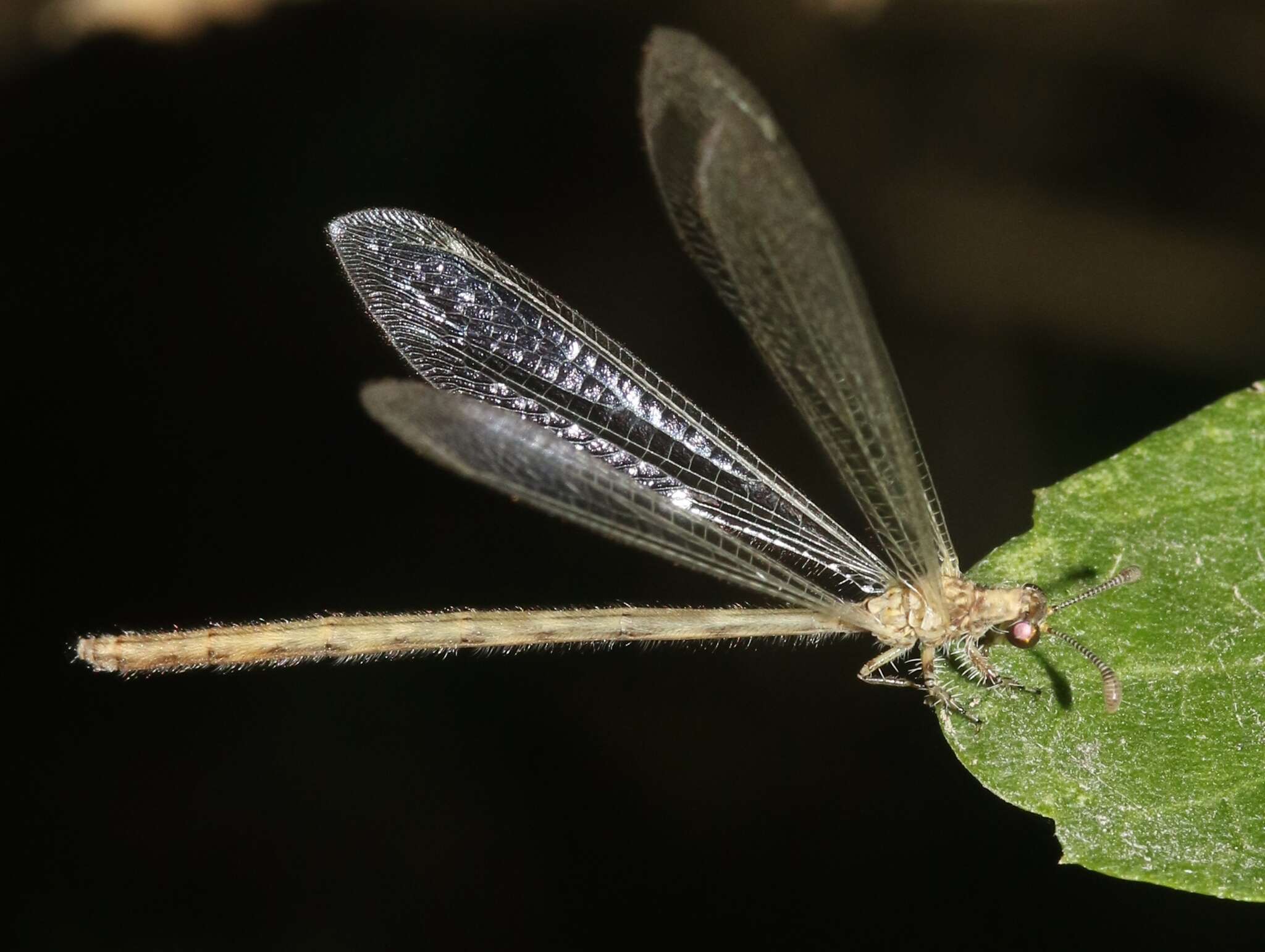 Image of Peruveleon dorsalis (Banks 1903)