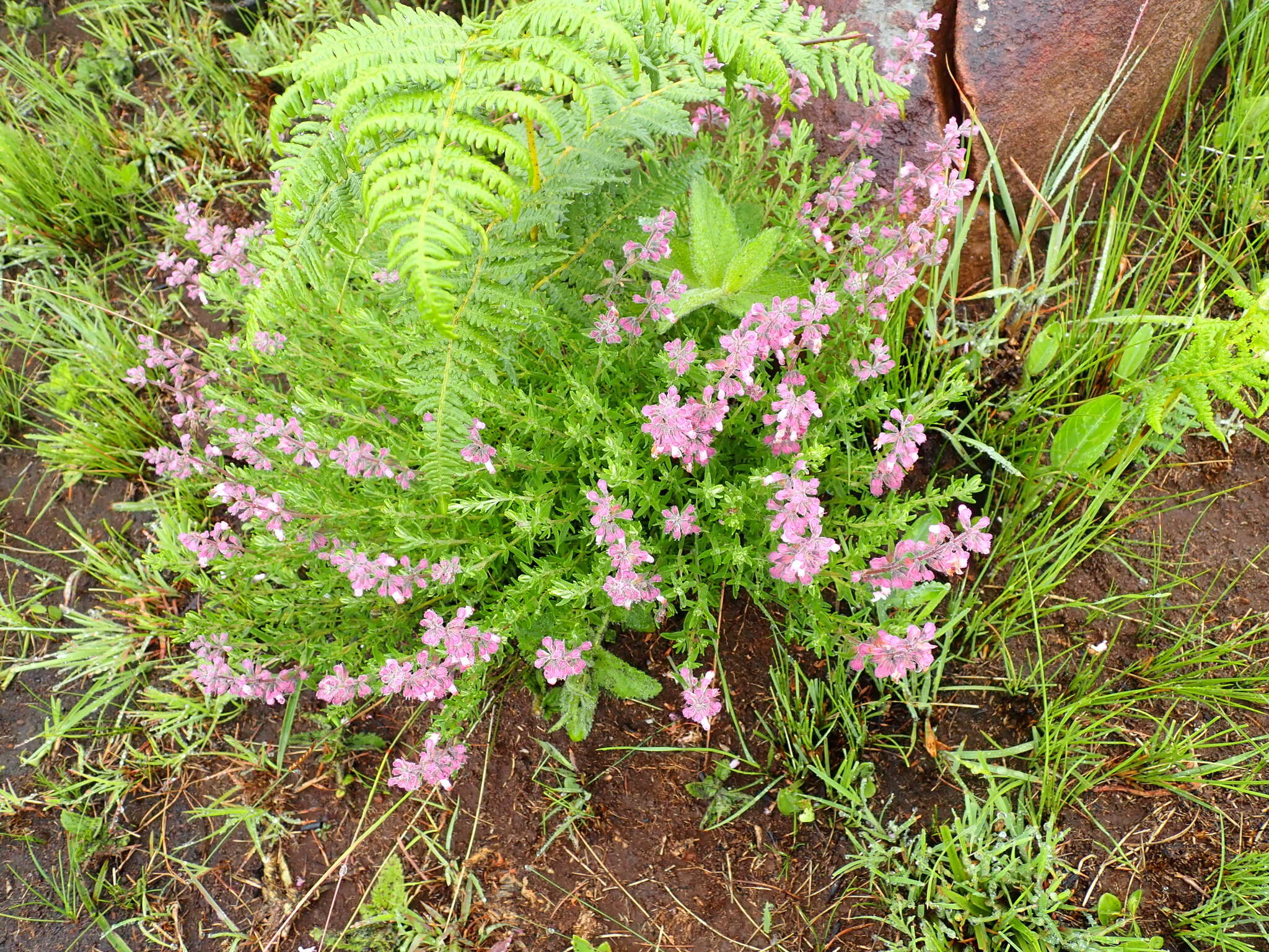 Image de Syncolostemon teucriifolius (Hochst.) D. F. Otieno