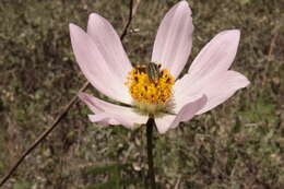 Image of Cosmos palmeri Robinson