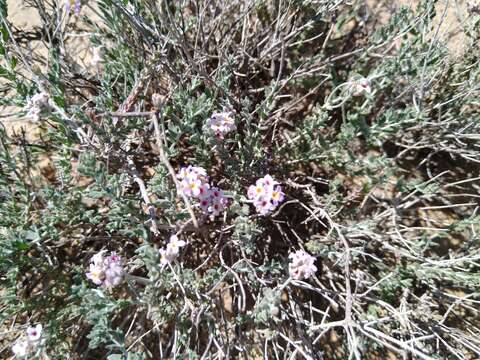 Слика од Lippia fastigiata Brandegee