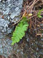 Polypodium sibiricum Siplivinsky的圖片