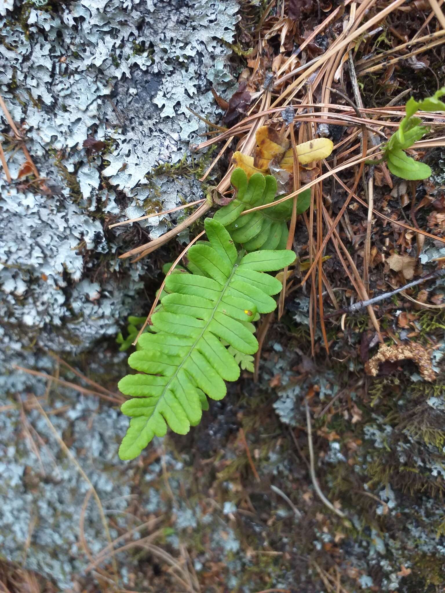 Polypodium sibiricum Siplivinsky的圖片