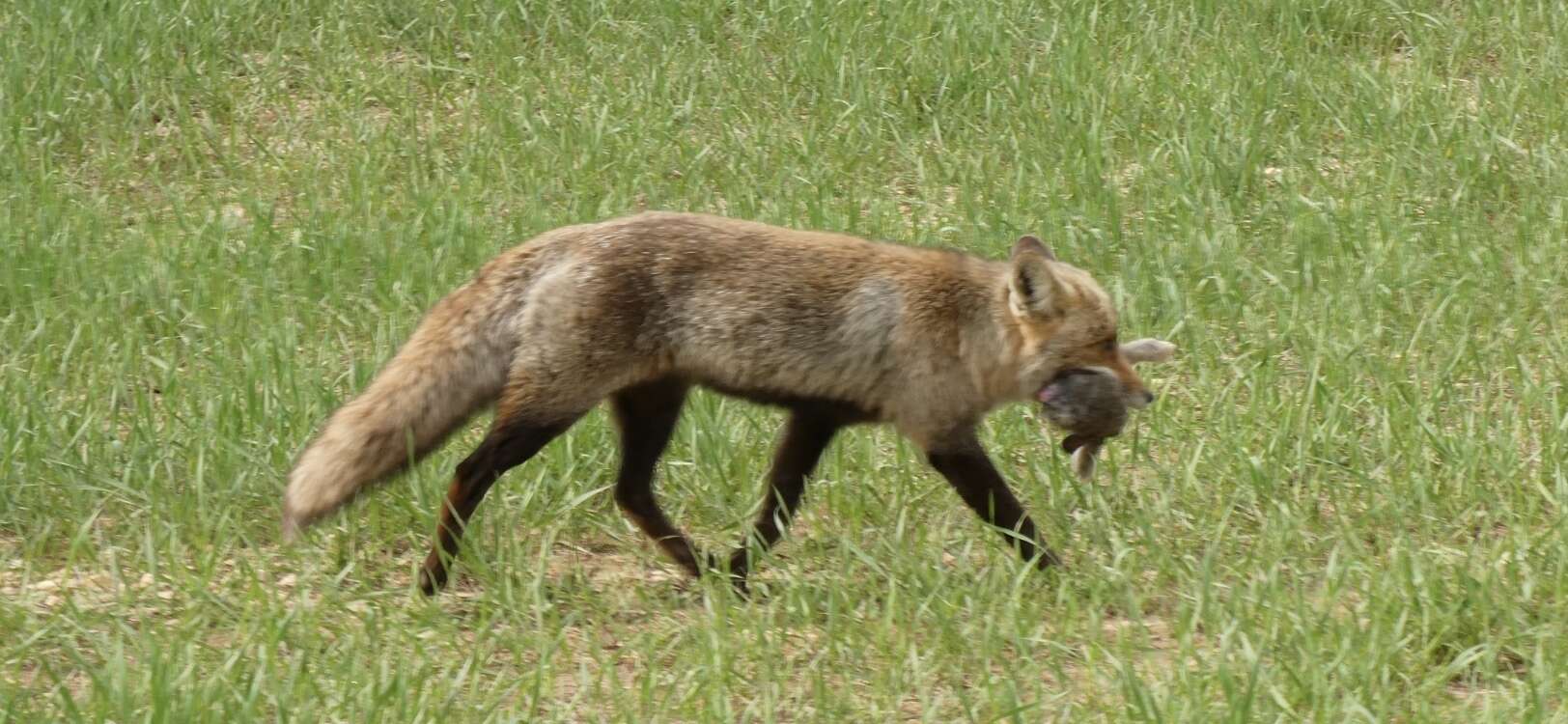 Image of Vulpes vulpes silacea Miller 1907