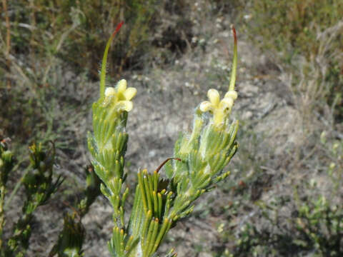 Image de Adenanthos terminalis R. Br.