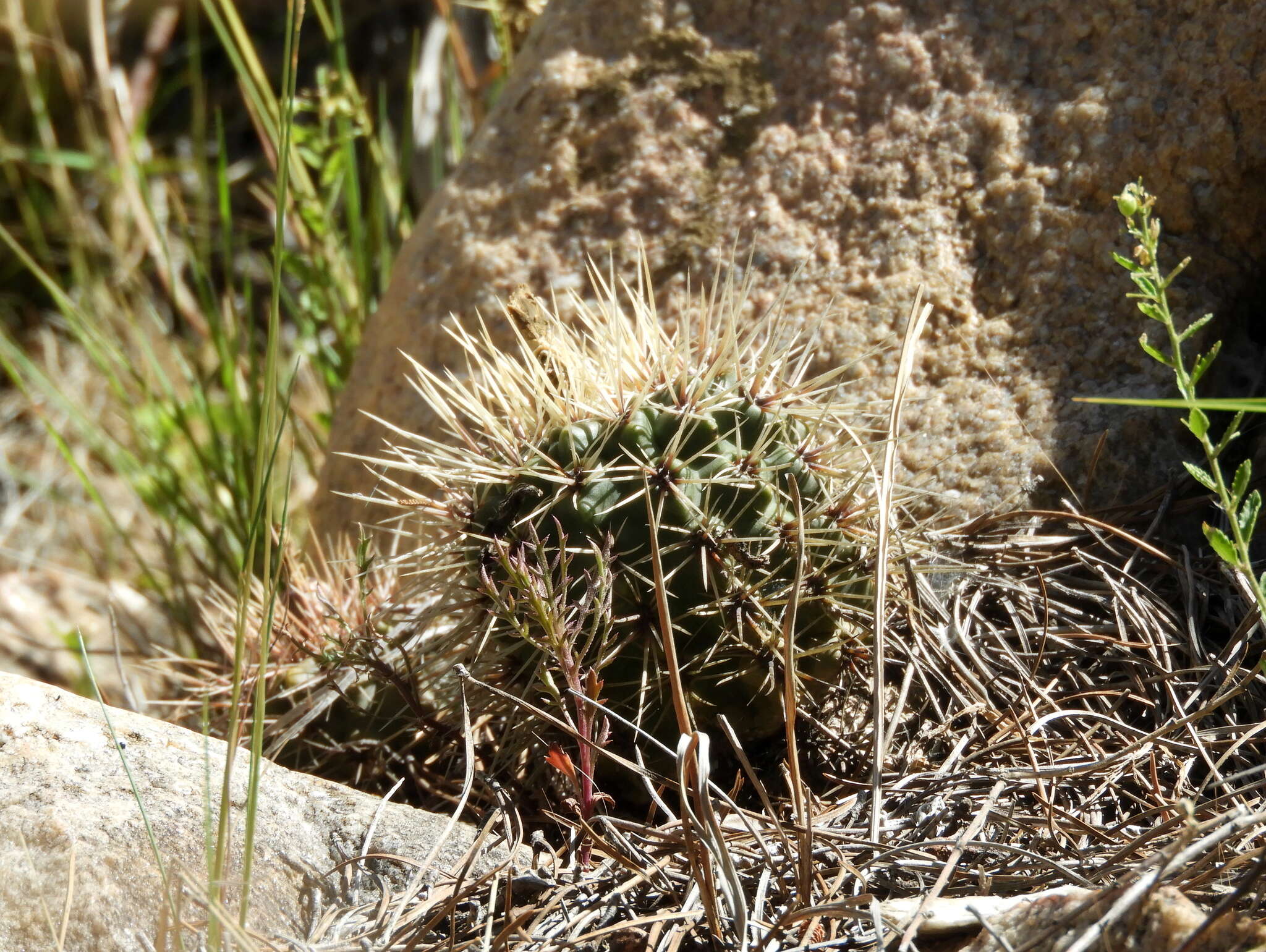 Image of Gymnocalycium reductum (Link) Pfeiff. ex Mittler