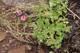 Image of Diascia barberae Hook. fil.