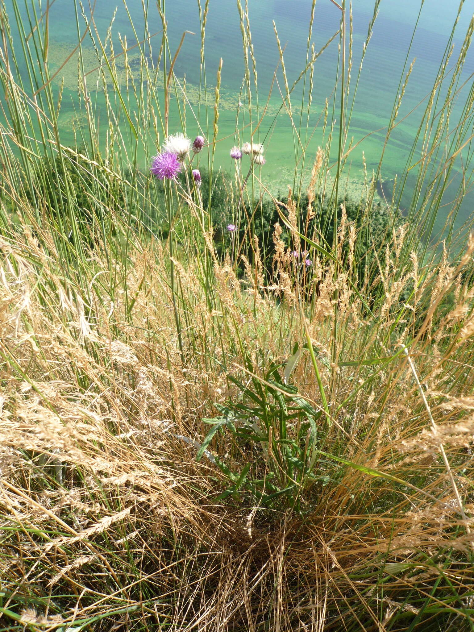 Image of Jurinea salicifolia Gruner