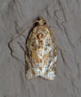 Argyrotaenia velutinana Walker 1863的圖片