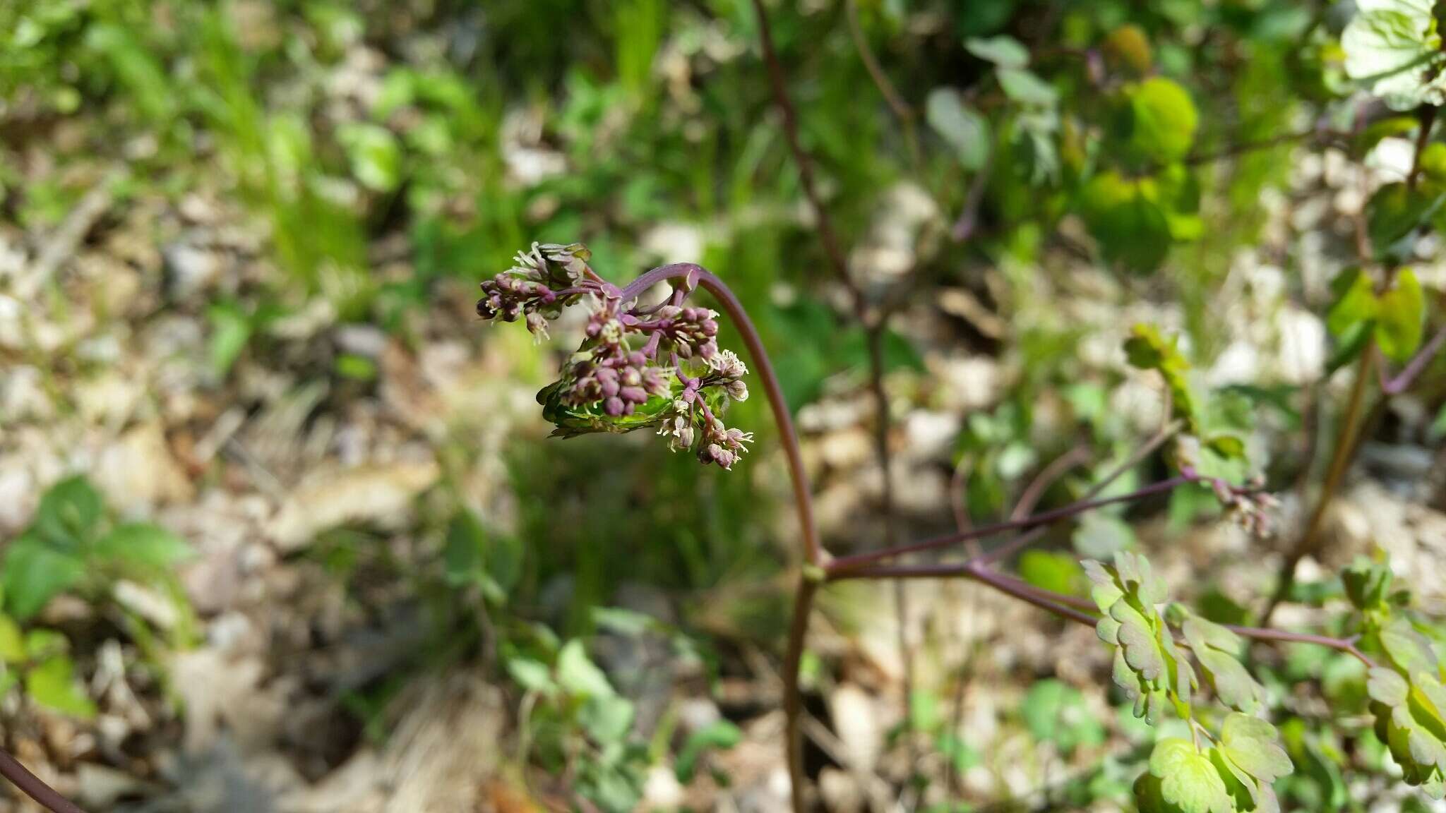 Image of early meadow-rue