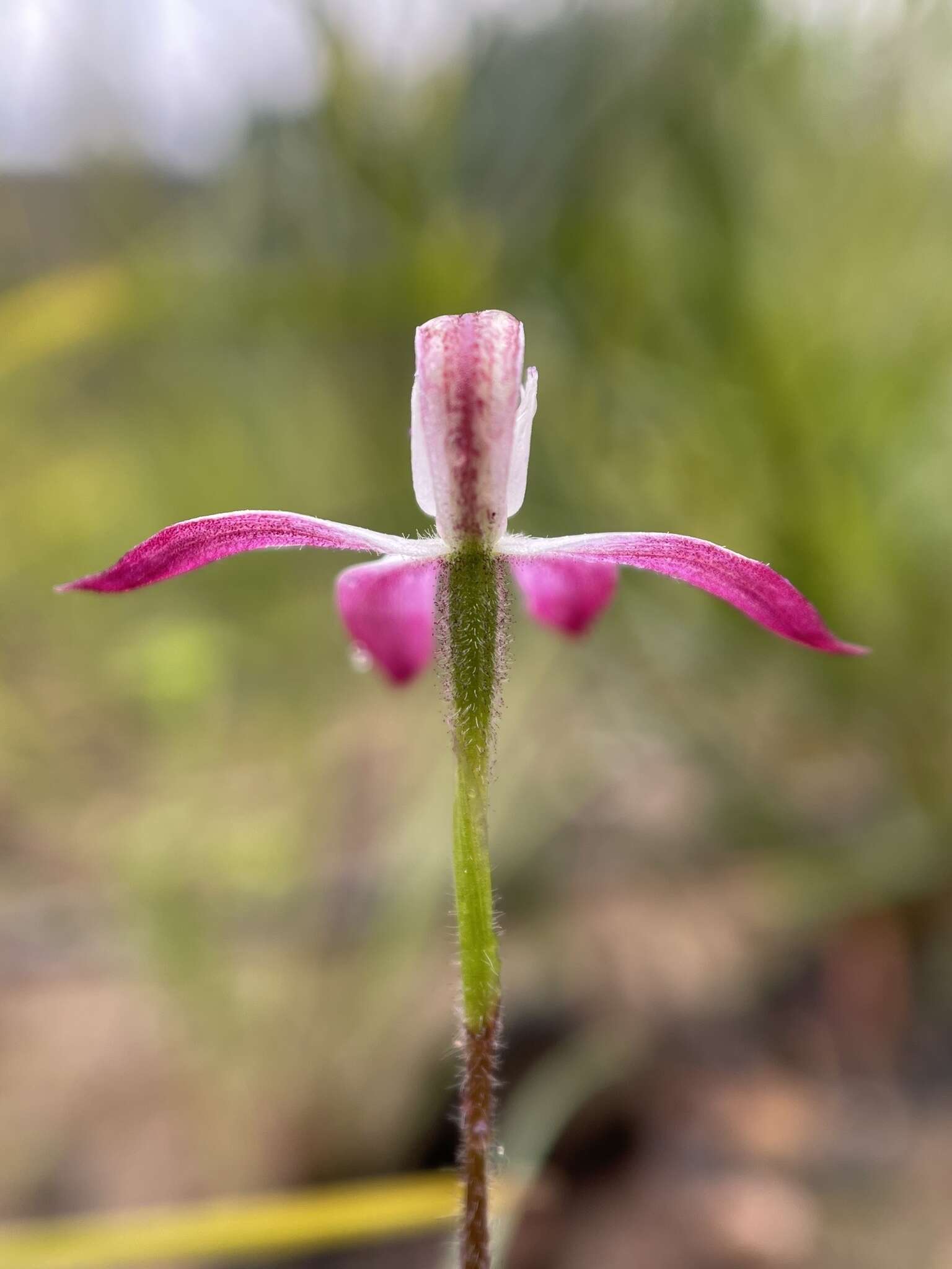 Caladenia clarkiae D. L. Jones resmi