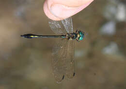 Image of Macromidia genialis Laidlaw 1923