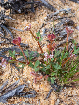 Image de Trachymene cyanopetala (F. Müll.) Benth.