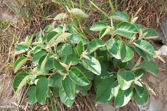 Image of Croton ferrugineus Kunth