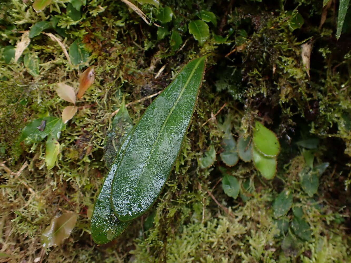 Elaphoglossum luzonicum Copel. resmi