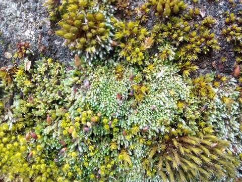 Image of silvergreen bryum moss