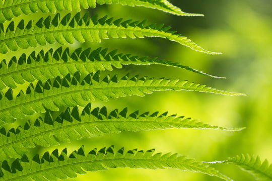 Image of ostrich fern