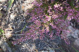 Sivun Erica thimifolia Wendl. kuva