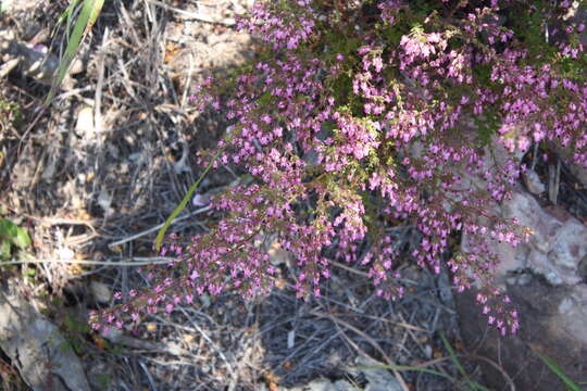 Image of Erica thimifolia Wendl.