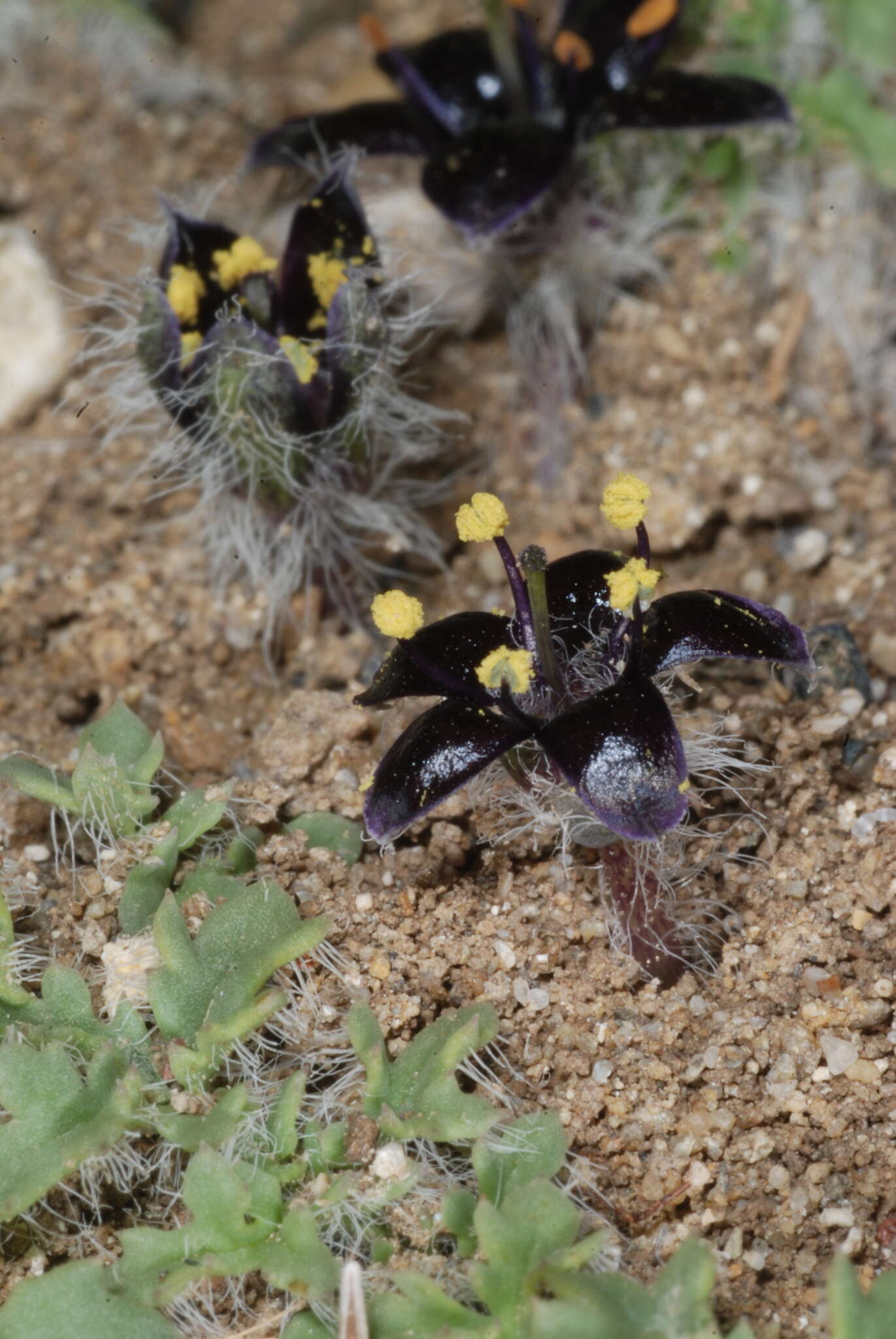 Image of Jaborosa magellanica (Griseb.) P. Dusen