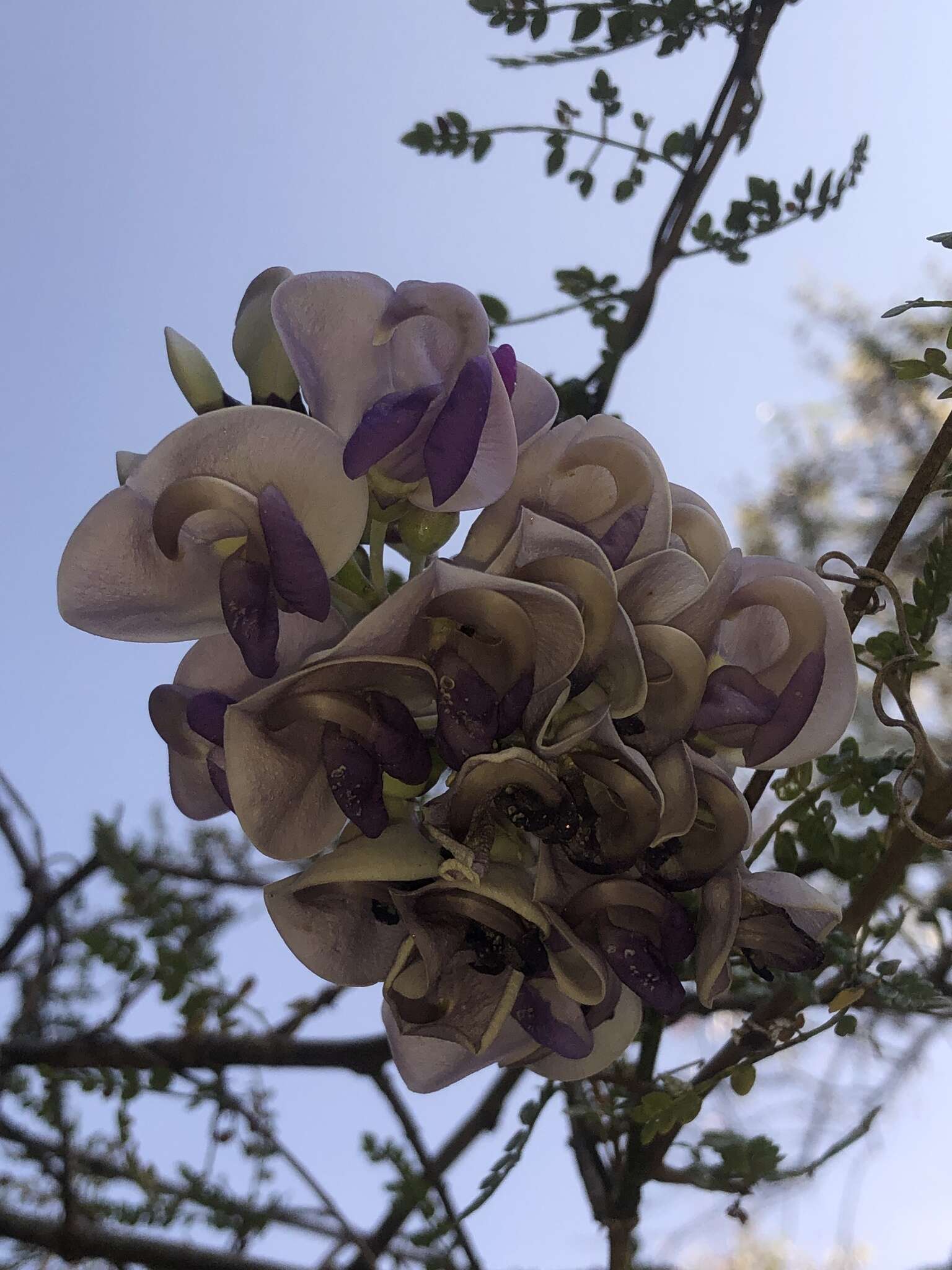 Sivun <i>Ramirezella penduliflora</i> kuva