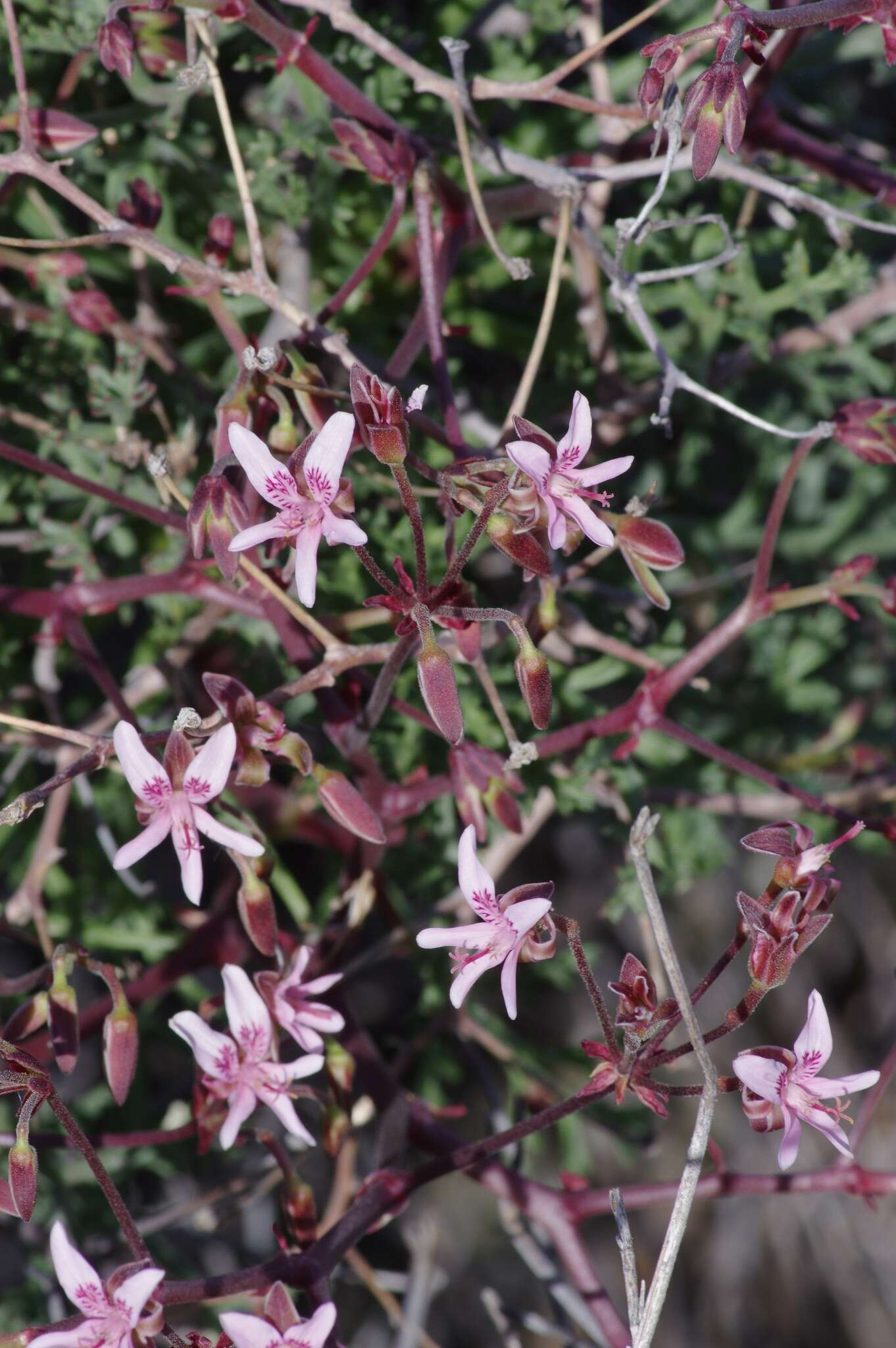 Image of Pelargonium crithmifolium J. E. Sm.