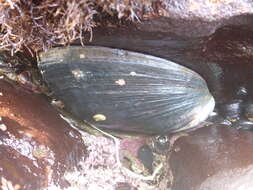 Image of Black Abalone