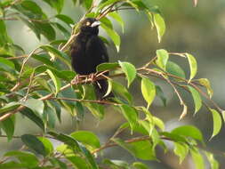 Image of Vieillot's Weaver