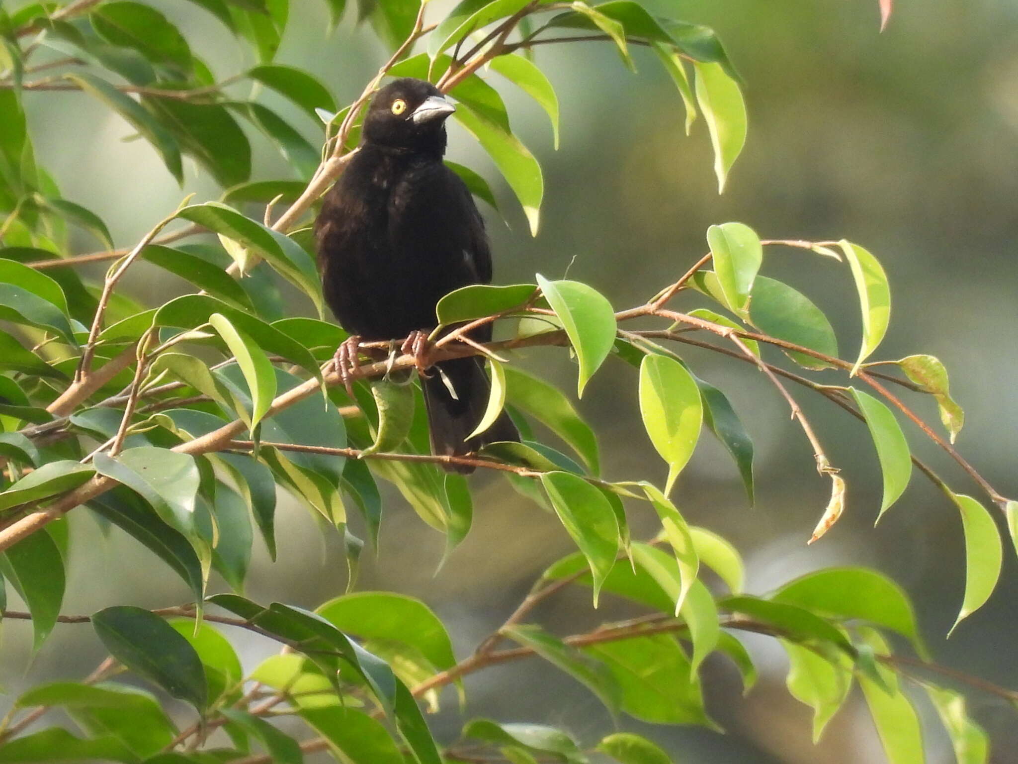 Image of Vieillot's Weaver