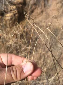 Image of Fendler's flatsedge