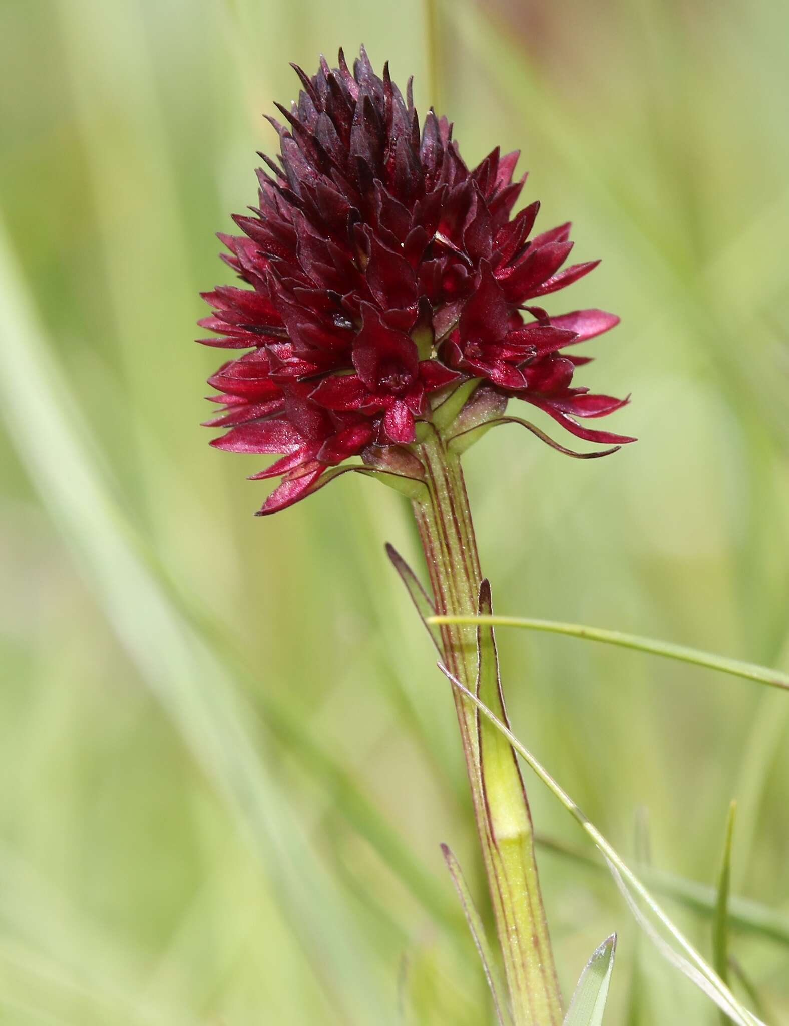 Image of Gymnadenia austriaca (Teppner & E. Klein) P. Delforge