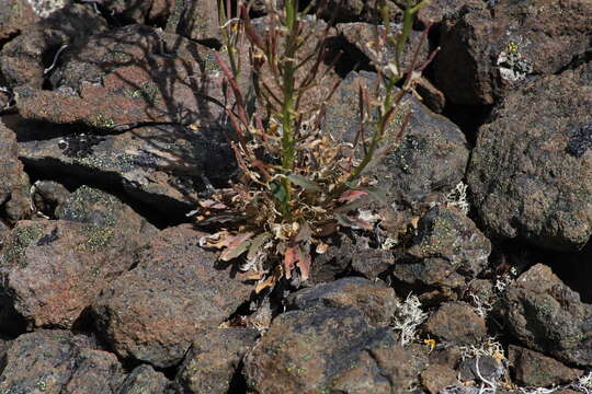 Image of Cascade wallflower